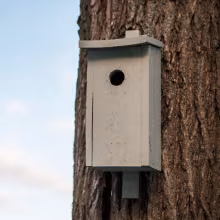 Hvilke farver skal du male fuglehuset i