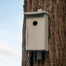 Hvilke farver skal du male fuglehuset i
